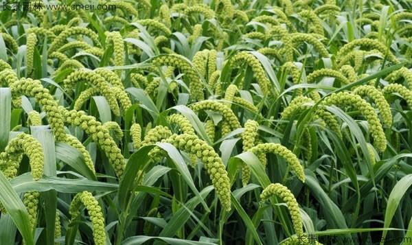「小米种子」最新小米种子_价格_图片_种植技术-江苏长景园林